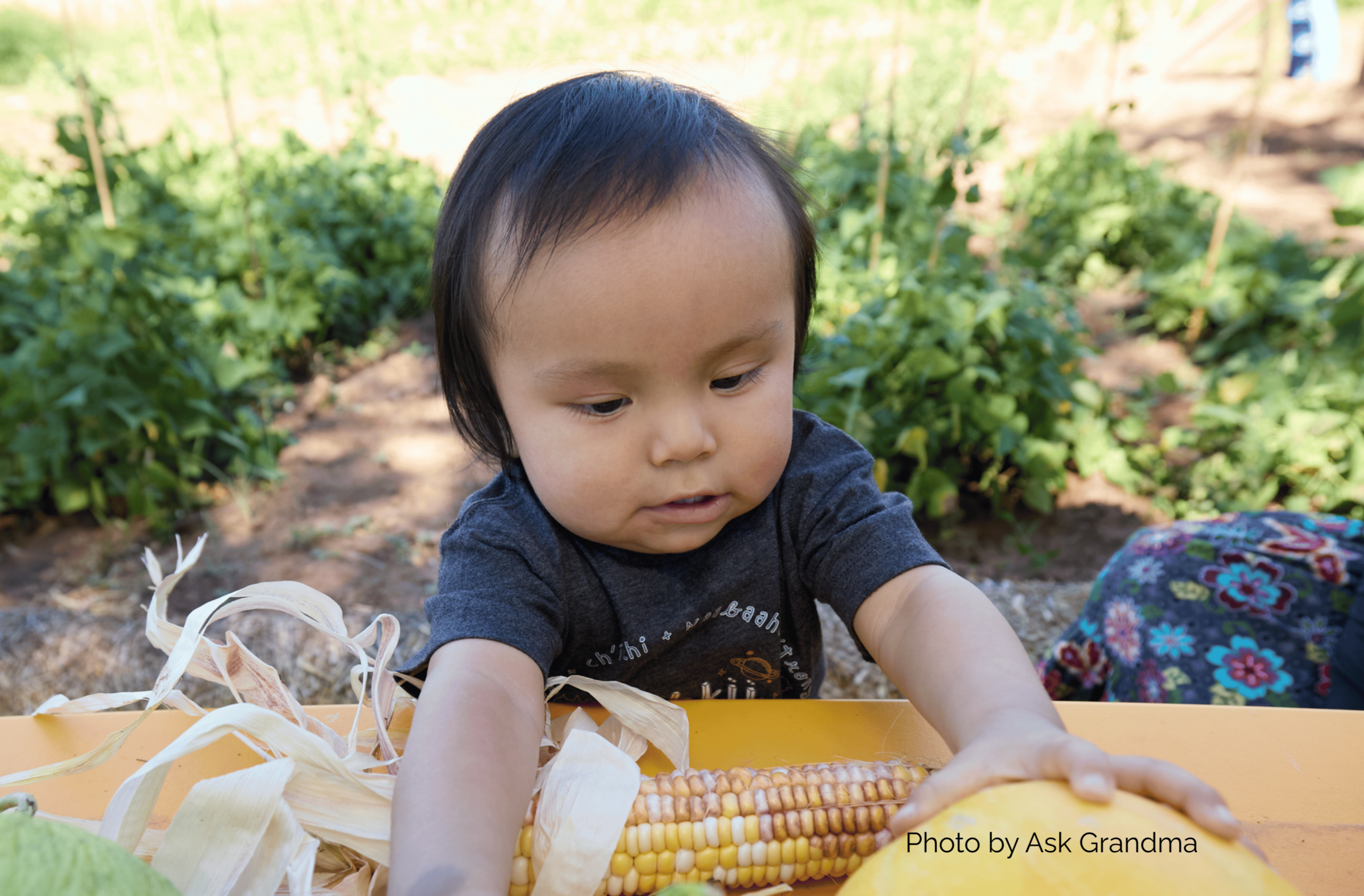 A young Indigenous infant reaches toward an ear of corn on a yellow surface, surrounded by a lush garden. Photo by Ask Grandma.